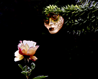 image: Liminal Animism: Rose